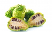 諾麗是否能夠直接生吃？